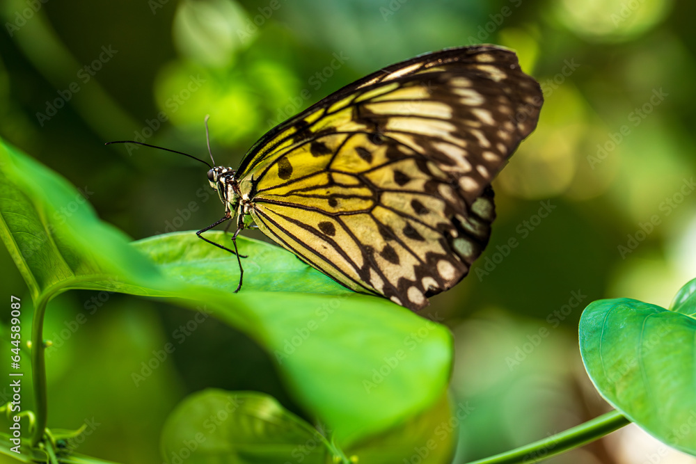 Idea leuconoe nymph butterfly on the green plant leaf Idea leuconoe nymph butterfly on the green plant leaf