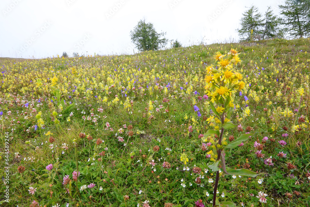 blossomed flowers of the alpine flora during the summer in the high mountains in the meadow