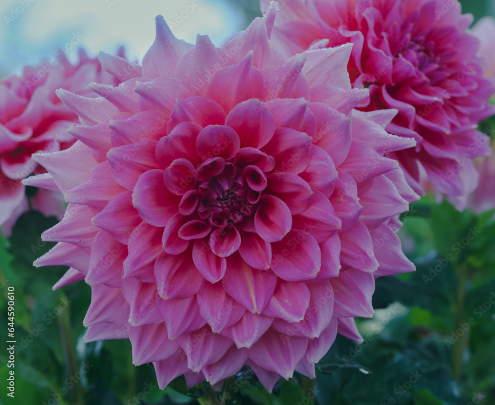 Beautiful close-up of a decorative dahlia Beautiful close-up of a decorative dahlia