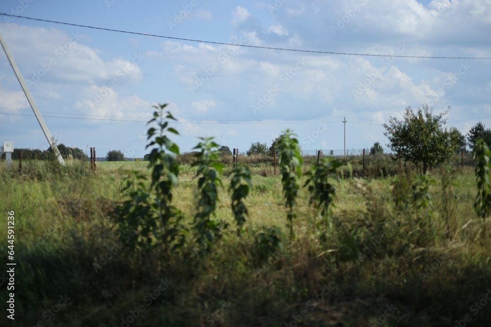 Obraz premium grass and sky