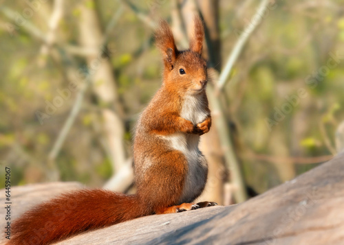 Cute red squirrel sitting upright on a tree trunk 
