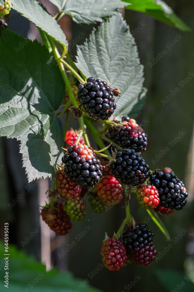 Ripe blackberry berries on a branch on a green background. Berry background. Ripe blackberry berries on a branch on a green background. Berry background.