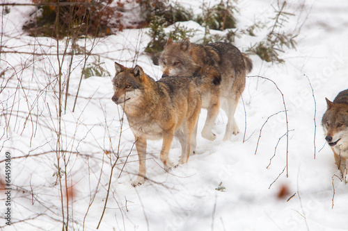 Three Eiropean Wolves  Canis lupus  walking on snow in a forest