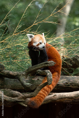 Red panda eating quietly