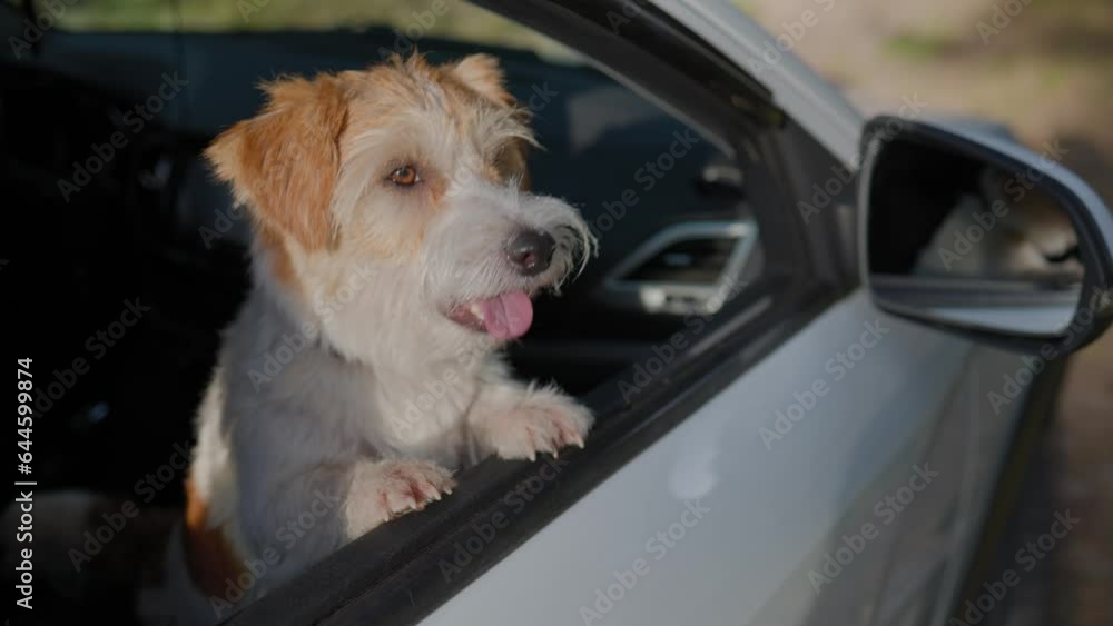 Jack Russell Terrier looks out the open window of the car. Close up Slow motion. Jack Russell Terrier looks out the open window of the car. Close up Slow motion.
