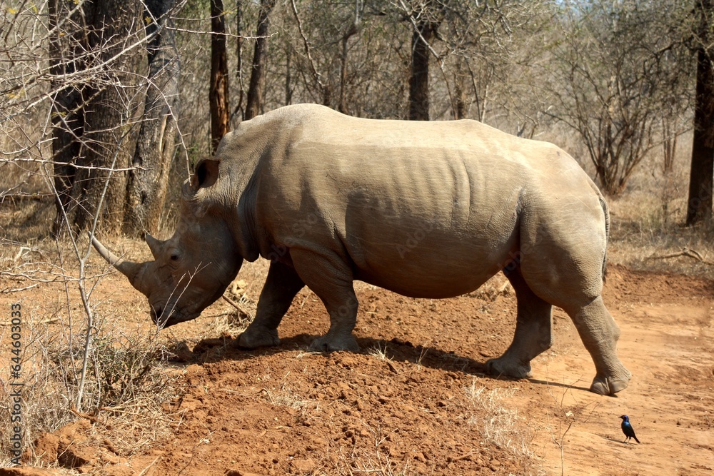 Fototapeta premium rhino in the wild