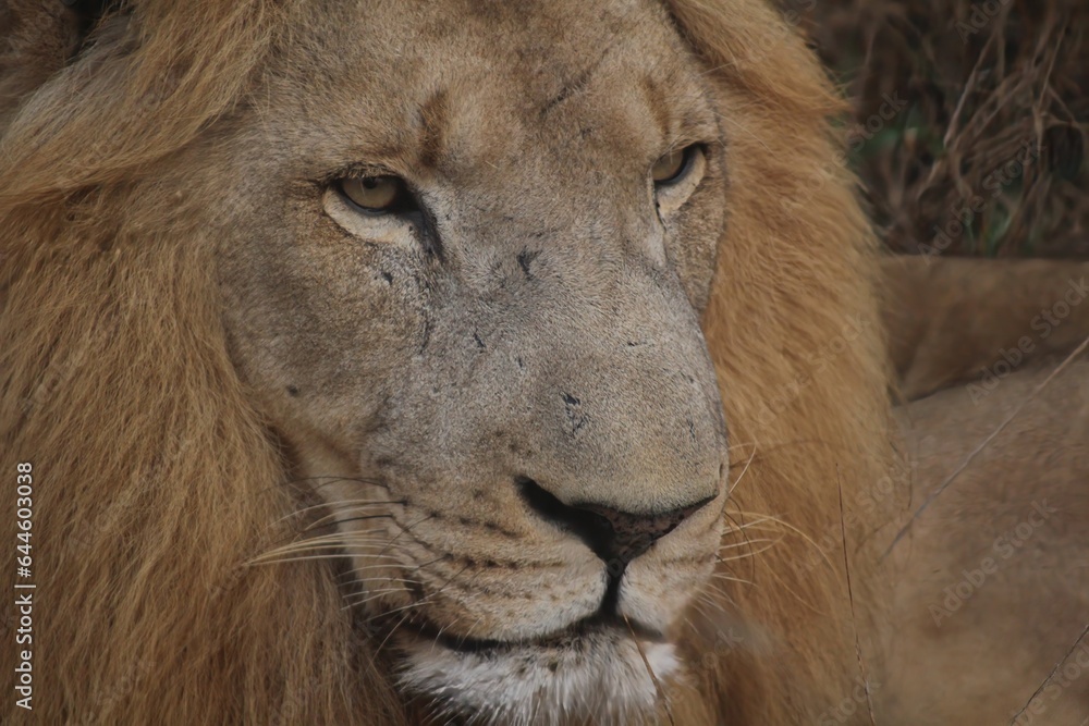 Obraz premium RemasterDirector_18da6b0cf