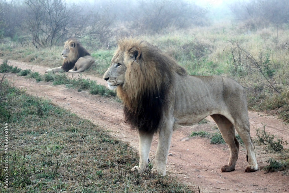 Naklejka premium lion and lioness