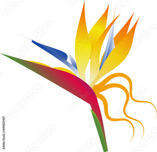 Vector of bird paradise flower.Sterlizia. photo