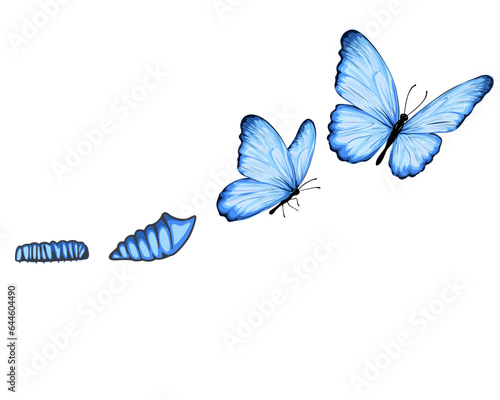 blue butterfly isolated on white Butterfly metamorphosis Butterfly metamorphosis development stages, caterpillar larva, pupa, adult insect set. Hand drawn watercolor illustration, isolated 