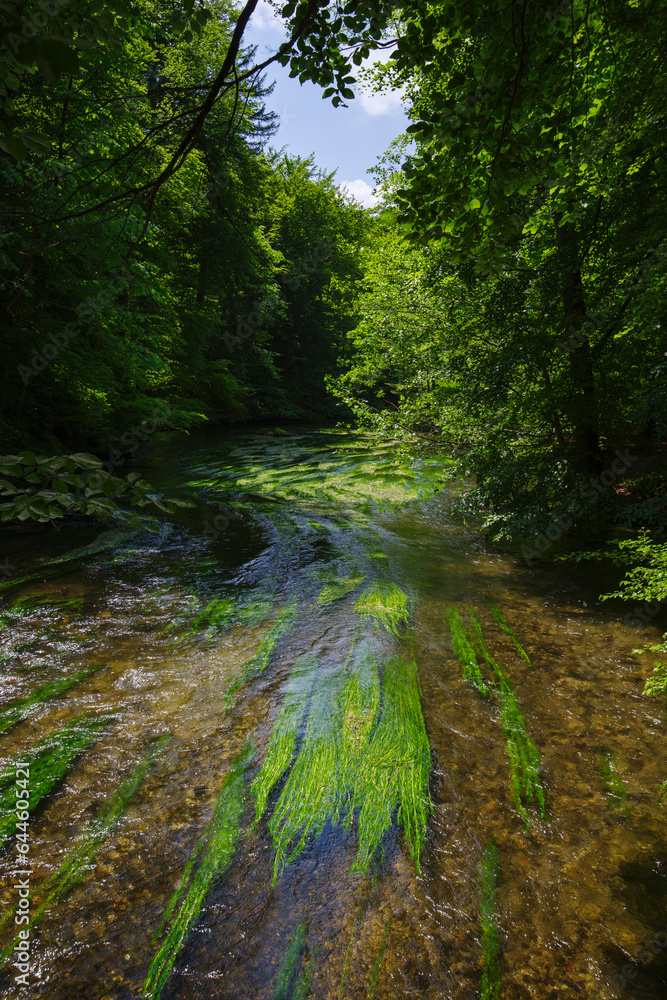 Frühlingsstimmung an Fluss Würm beim Starnberger See mit starken Flussgras Bewuchs und Strömung im satten Morgenlicht Frühlingsstimmung an Fluss Würm beim Starnberger See mit starken Flussgras Bewuchs und Strömung im satten Morgenlicht