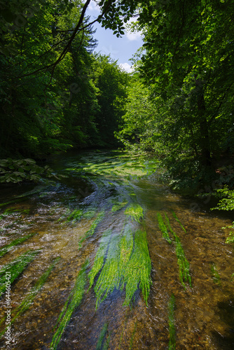 Frühlingsstimmung an Fluss Würm beim Starnberger See mit starken Flussgras Bewuchs und Strömung im satten Morgenlicht