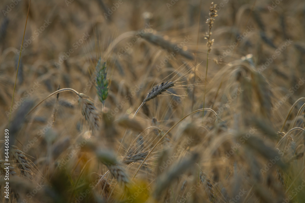 Fototapeta premium Summer color grain field in sunset evening near Roprachtice village