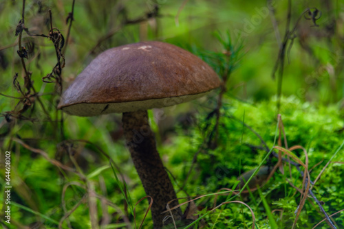 Brown mushroom for healthy food in summer dark green grass in mountains