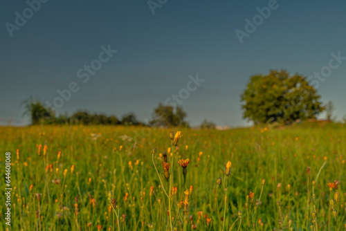 Color dark hot meadow with sunset color view of summer sun