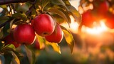 Close up apples plant. Organic summer background with soft focus.