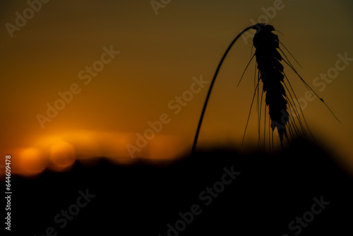 Summer color grain field in sunset evening near Roprachtice village photo