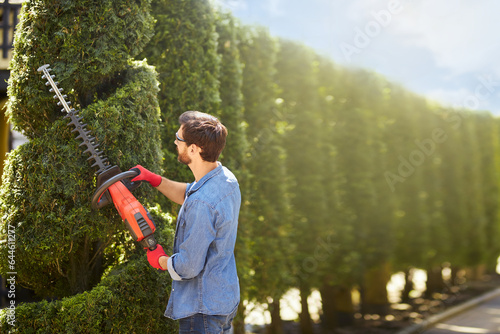 Professional male gardener trimming thuja with hedge clippers in morning. Back view of landscaper doing precision work in topiary garden in front of sunlit, blurred background. Topiary concept.