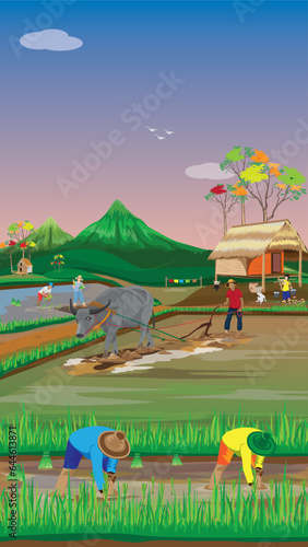 farmer transplant rice seeding in paddy field vector design