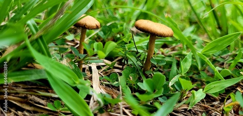 little mushroom group