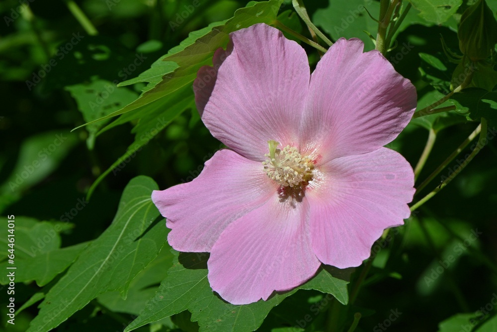 Cotton rosemallow ( Hibiscus mutabilis ) flowers.
Malvaceae deciduous shrub.The flowering period is from July to October, and it flowers for one day. Cotton rosemallow ( Hibiscus mutabilis ) flowers.
Malvaceae deciduous shrub.The flowering period is from July to October, and it flowers for one day.