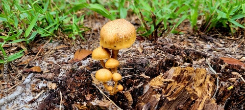 Mushroom