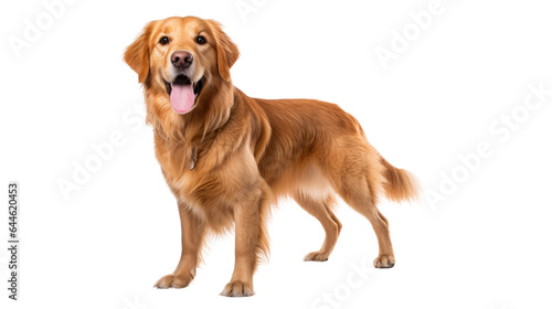 Portrait of a friendly dog, on a transparent background