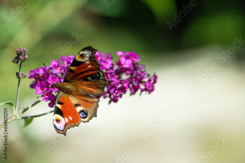 motyl rusałka pawik na kwiatch budleja dawida