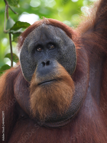 Orang Utan Männchen Portrait