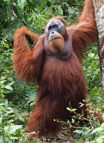 kräftiges Orang Utan Männchen