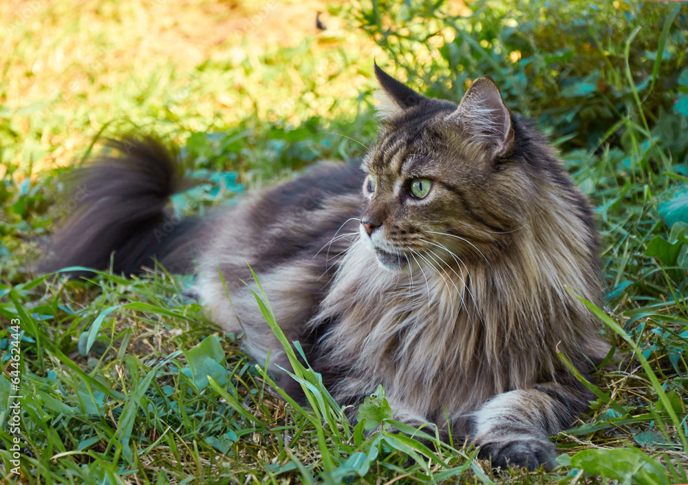 A beautiful Maine Coon cat lying on the grass on a sunny day.