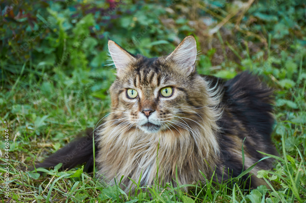 A beautiful Maine Coon cat lying on the grass on a sunny day. Pet walking outdoor adventure. Cat close up.  Domostic cat in the garden