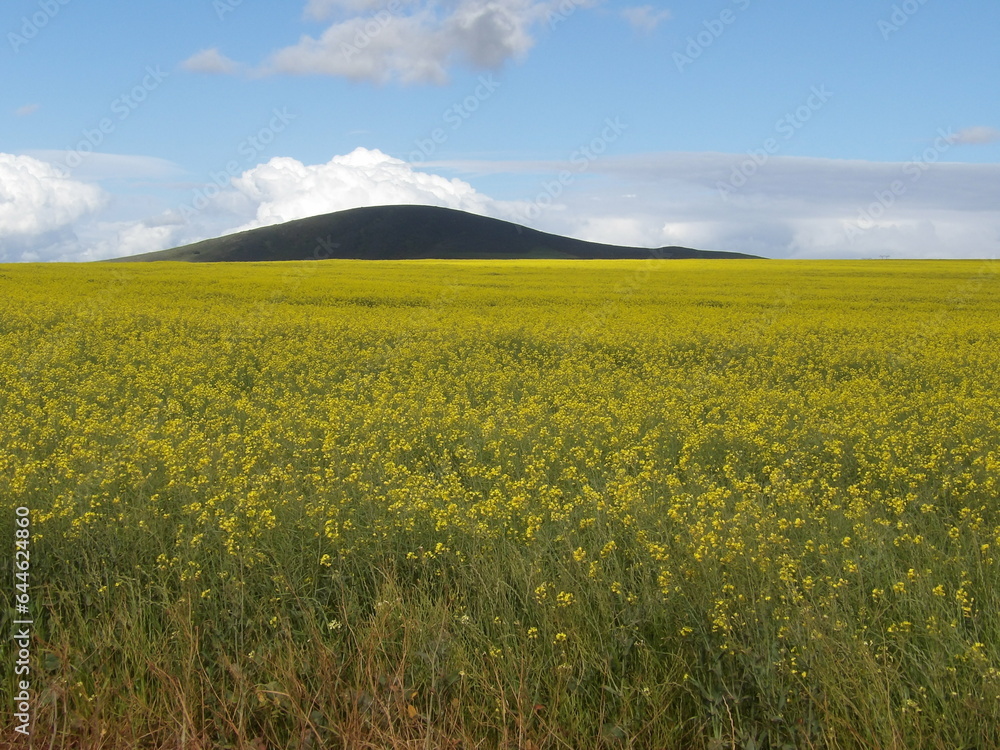 Blooming Canola Fields