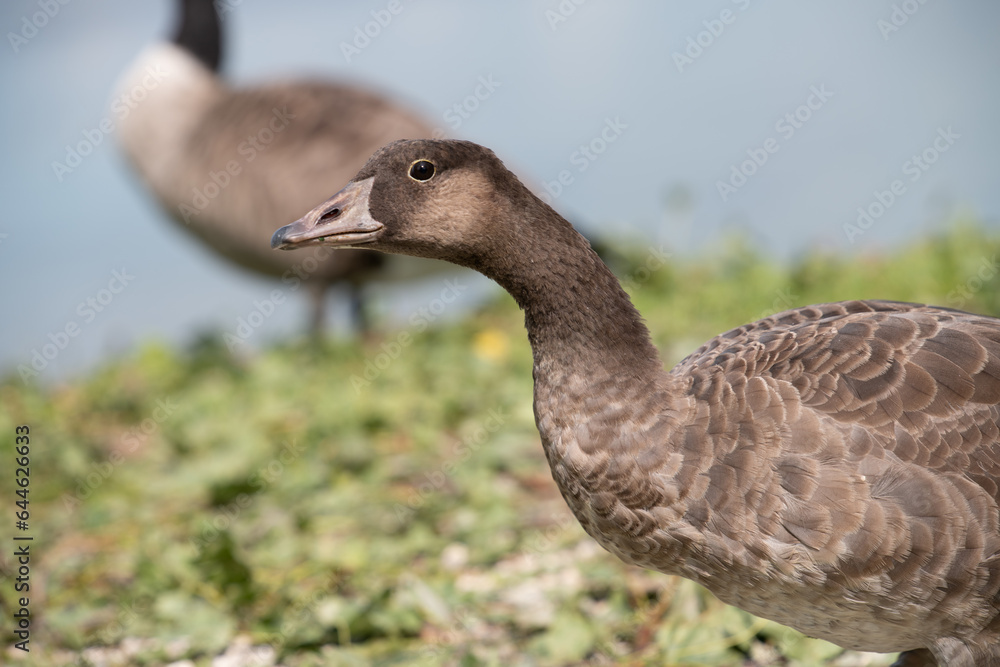 Close-up of a wild greylag goose standing in a meadow. She keeps her head stretched forward. Another goose in the background. Close-up of a wild greylag goose standing in a meadow. She keeps her head stretched forward. Another goose in the background.