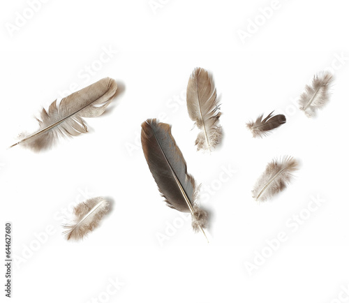 Dark and Light Grey Color of Feathers Isolated on White Background