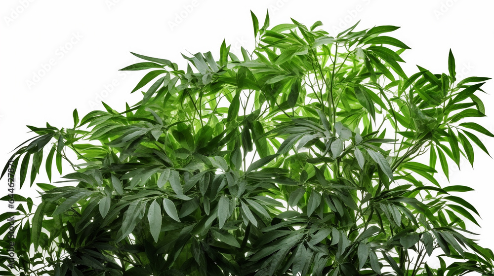 Green leaves the tropical foliage plant bush isolated. Generative AI
