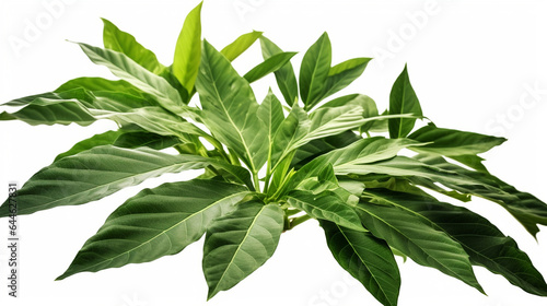 Green leaves of Homalomena plant (Homalomena Rubescens) the tropical foliage plant bush isolated on white background with clipping path. Generative AI