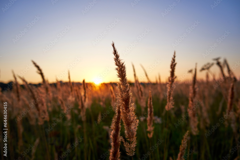 Sunset over the reeds in the field. Shallow depth of field. Selective focus