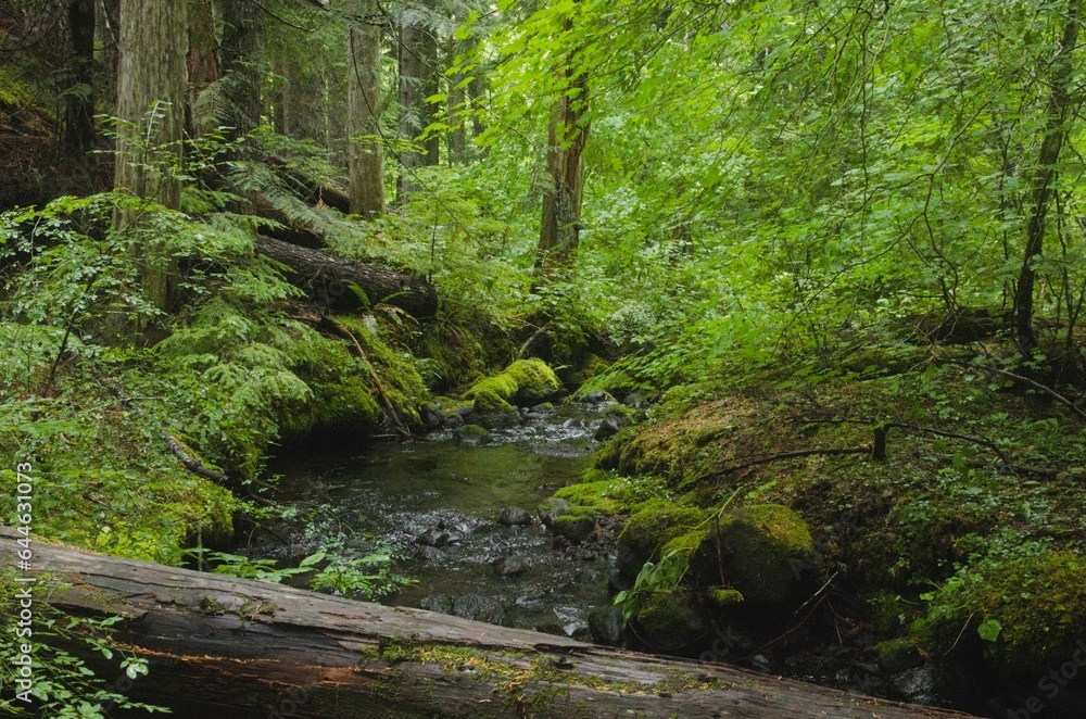 Stream flowing through lush pine woodland, with under-canopy of vine maple trees near the water and a fallen tree in the foreground. Stream flowing through lush pine woodland, with under-canopy of vine maple trees near the water and a fallen tree in the foreground.