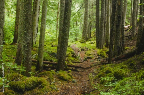 Hiking path cutting through dense  lush pine forest  the path itself is covered in fallen pine needles.