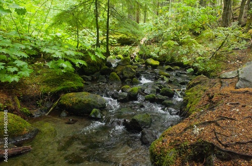 Shallow stream flowing through lush pine woodland  with under-canopy of vine maple trees near the water. 