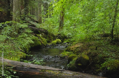Stream flowing through lush pine woodland  with under-canopy of vine maple trees near the water and a fallen tree in the foreground. 