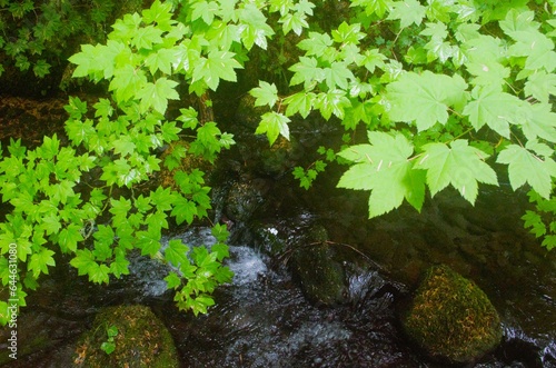 River flowing as seen through a canopy of vine maple  Acer circinatum  leaves. 