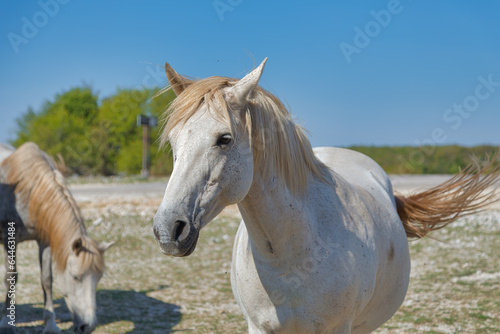 Playful White Wild Horse in Mostar Plateau © Dario Bajurin