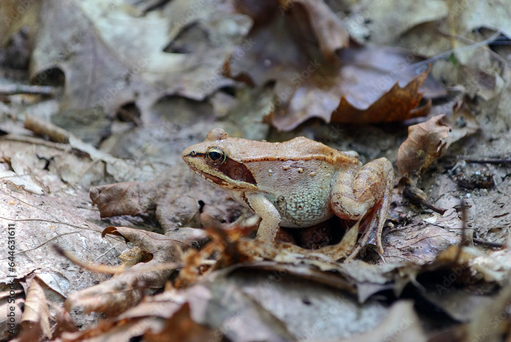 Naklejka premium Frog on a leaf