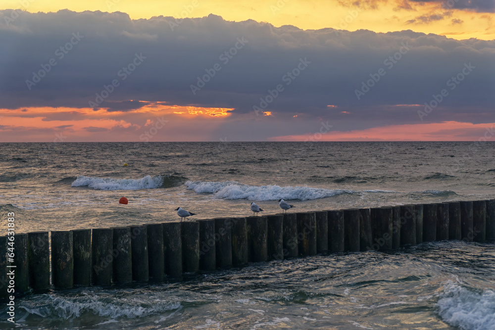 Three seagulls sit on a wooden breakwater on the beach of the Baltic Sea at sunset. Dramatic dark clouds in the sky, Western Pomerania, Poland, Europe.