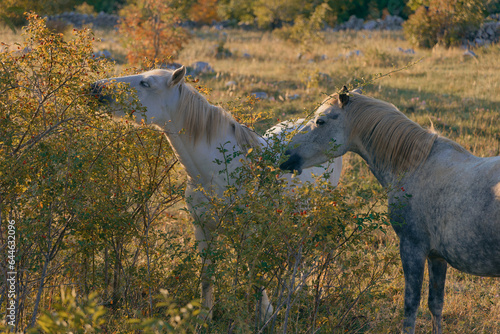 Morning Light Graces White Wild Horses near Mostar