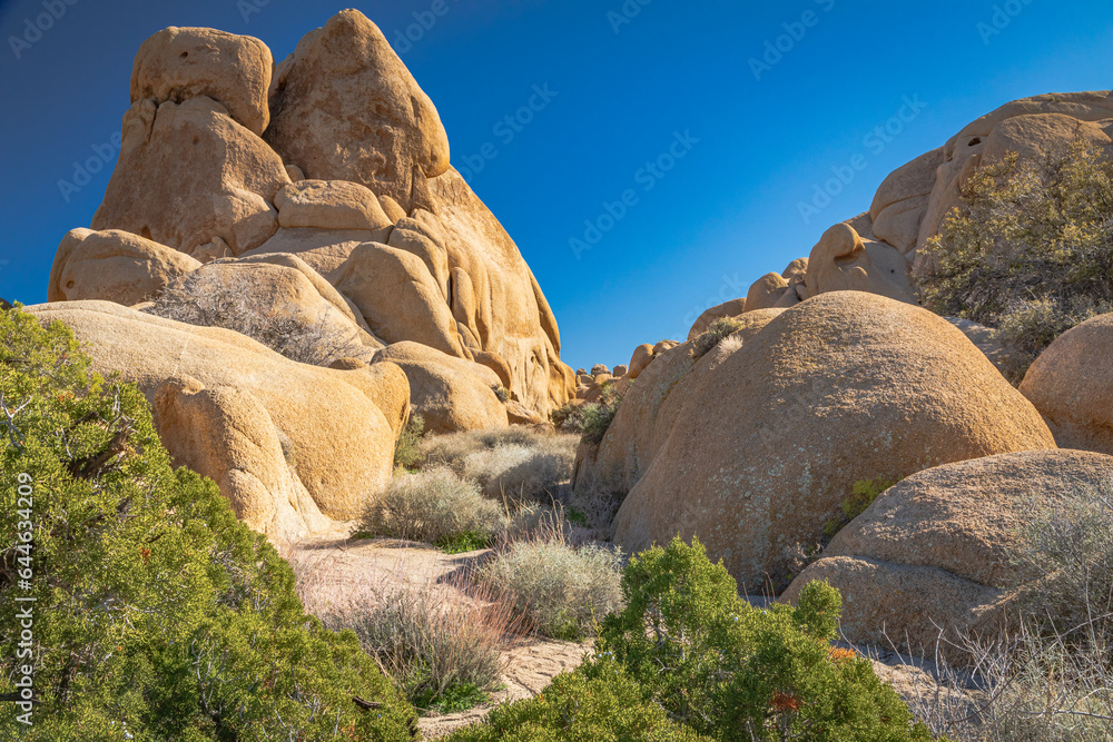 Junipers and rock formations in Joshua Tree National Park. Junipers and rock formations in Joshua Tree National Park.