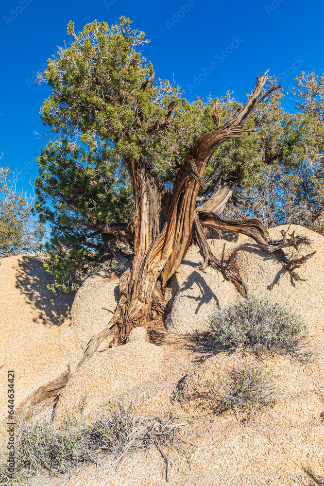 Juniper tree in Joshua Tree National Park.