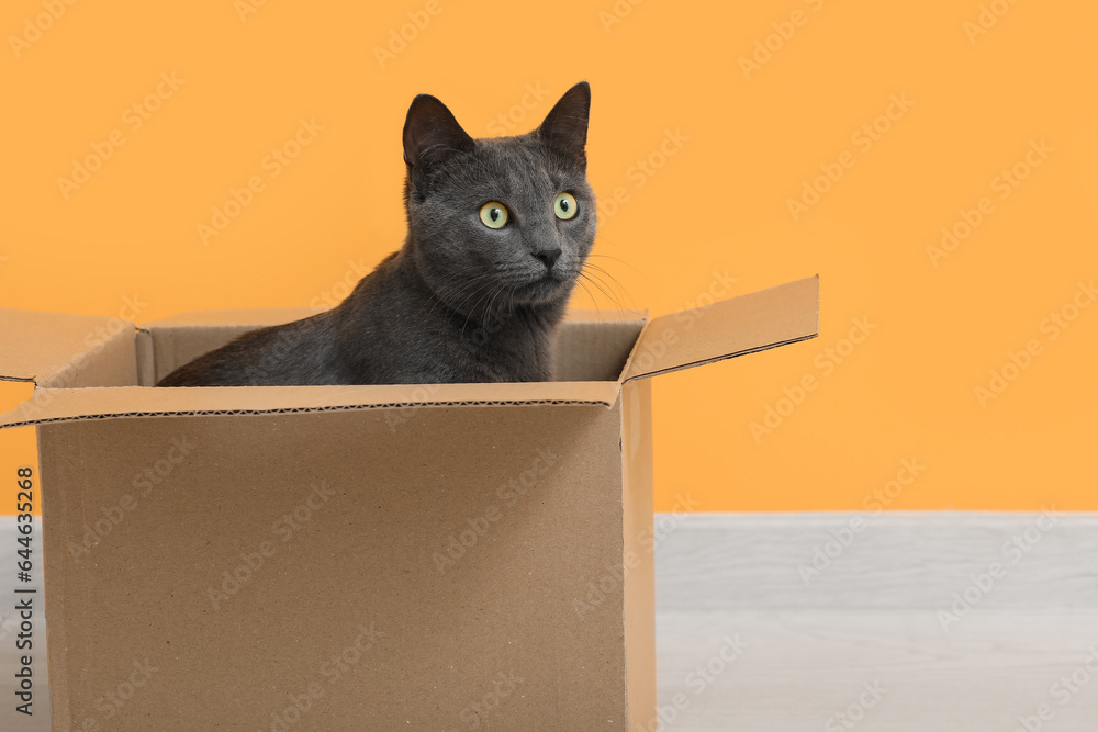 Cute British cat sitting in box on floor near yellow wall